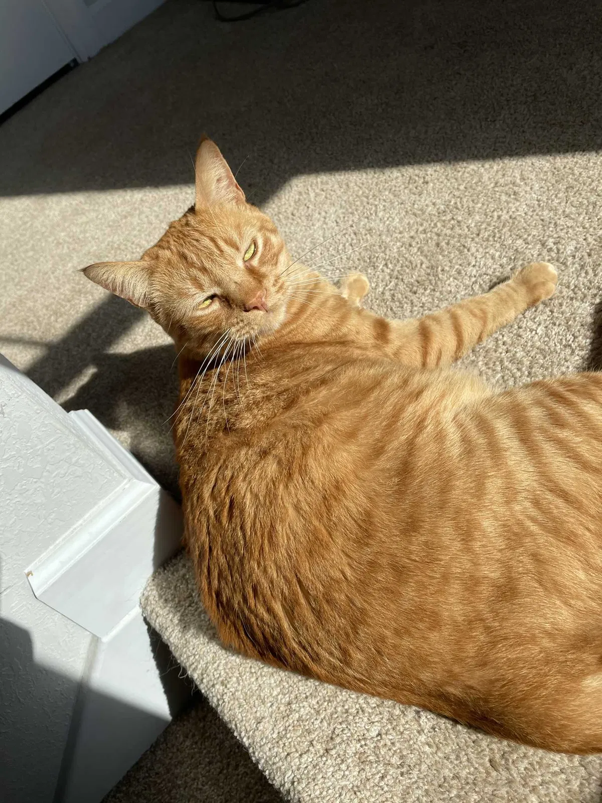 Lost cat in Lithia Springs, GA, 30122