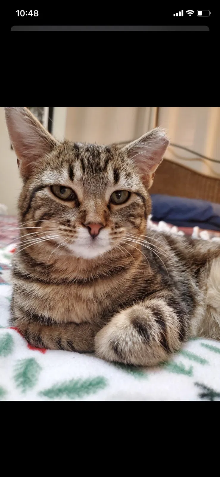 Lost cat in Kansas City, MO, 64163