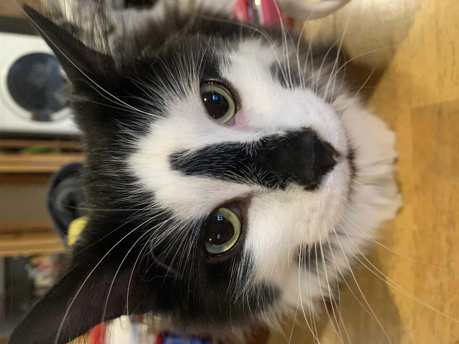 Lost cat in Fremont, IN, 46737