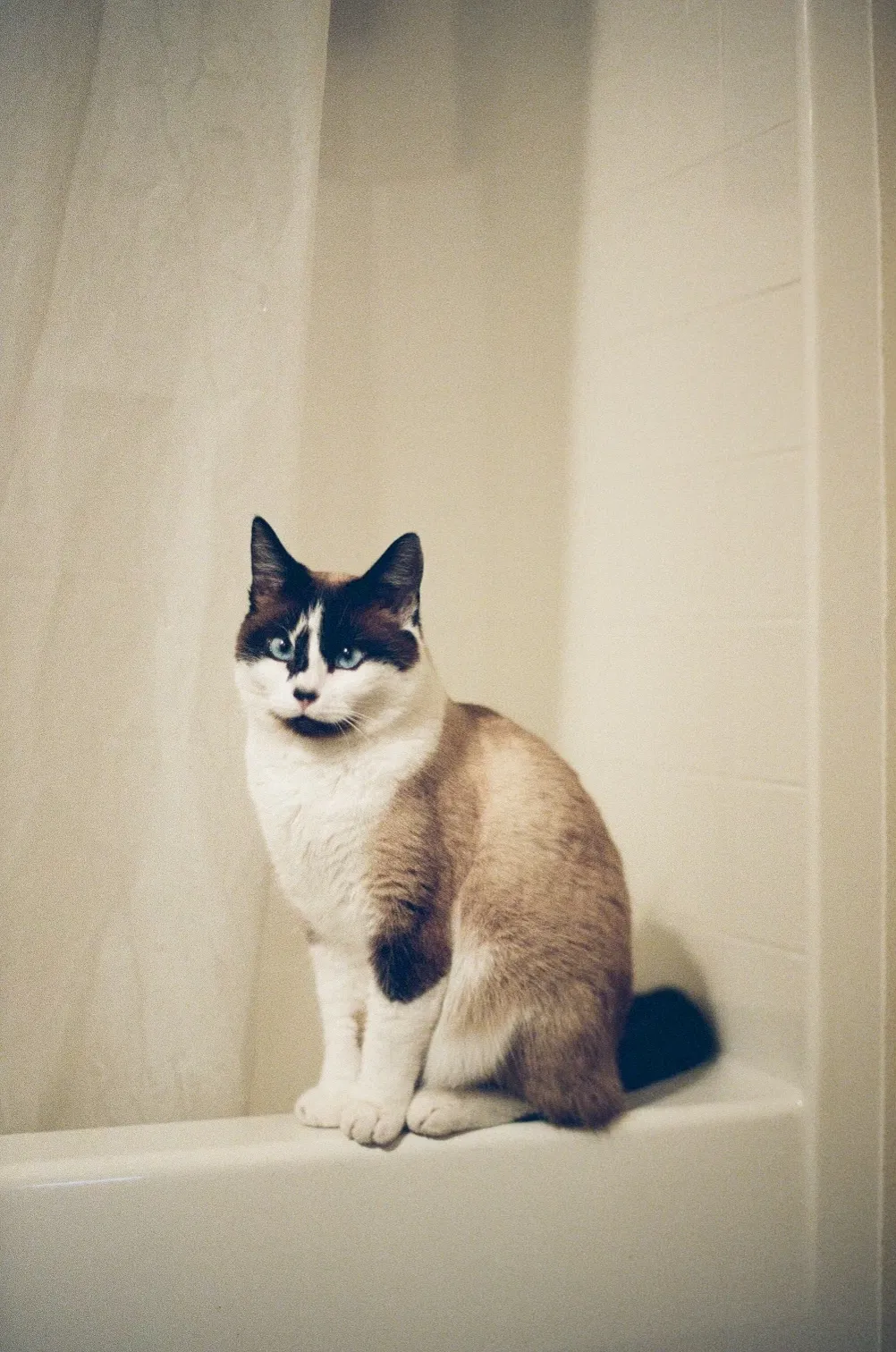 Lost cat in Camas, WA, 98607