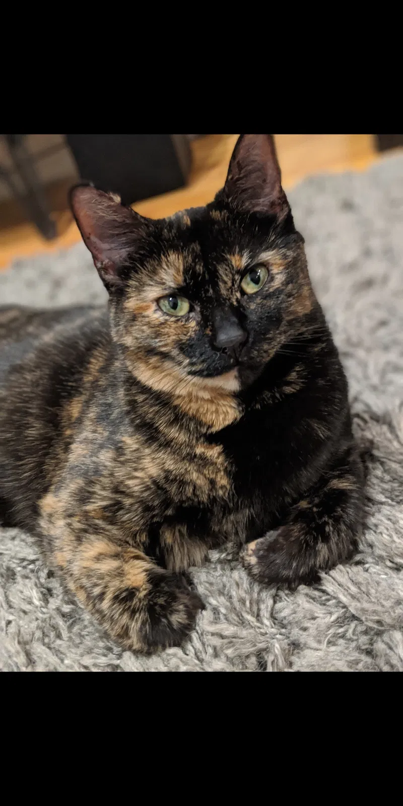 Lost cat in Olympia, WA, 98501