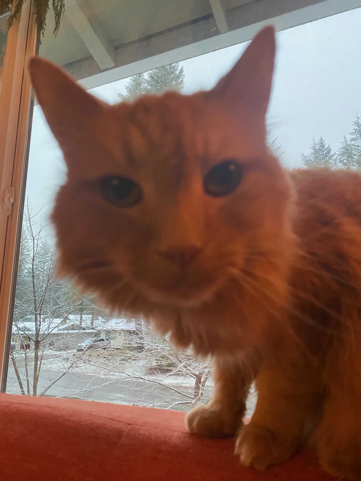 Lost cat in North Bend, WA, 98045