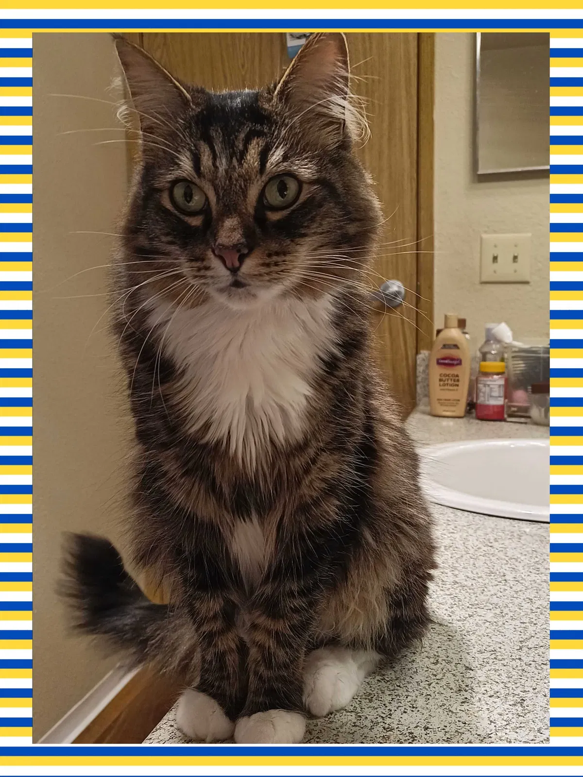 Lost cat in Tacoma, WA, 98445
