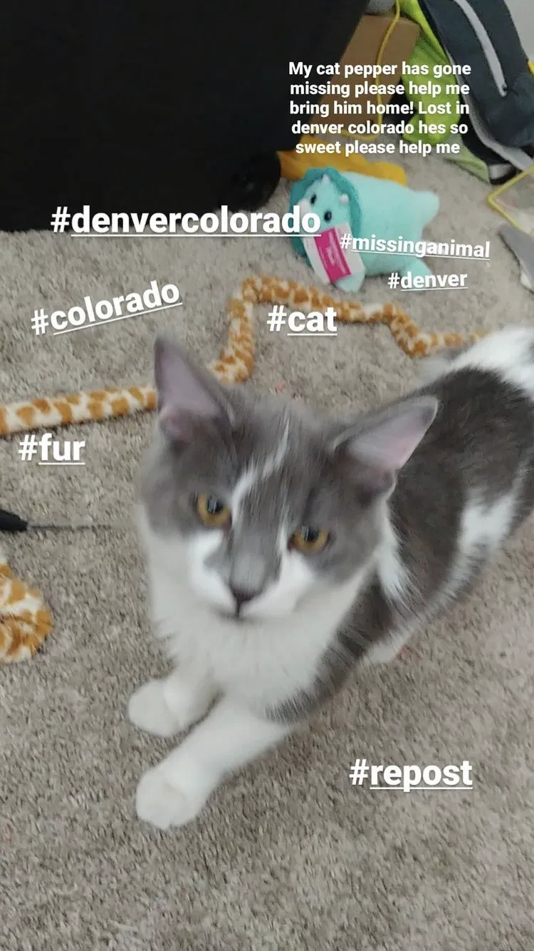 Lost cat in Denver, CO, 80210