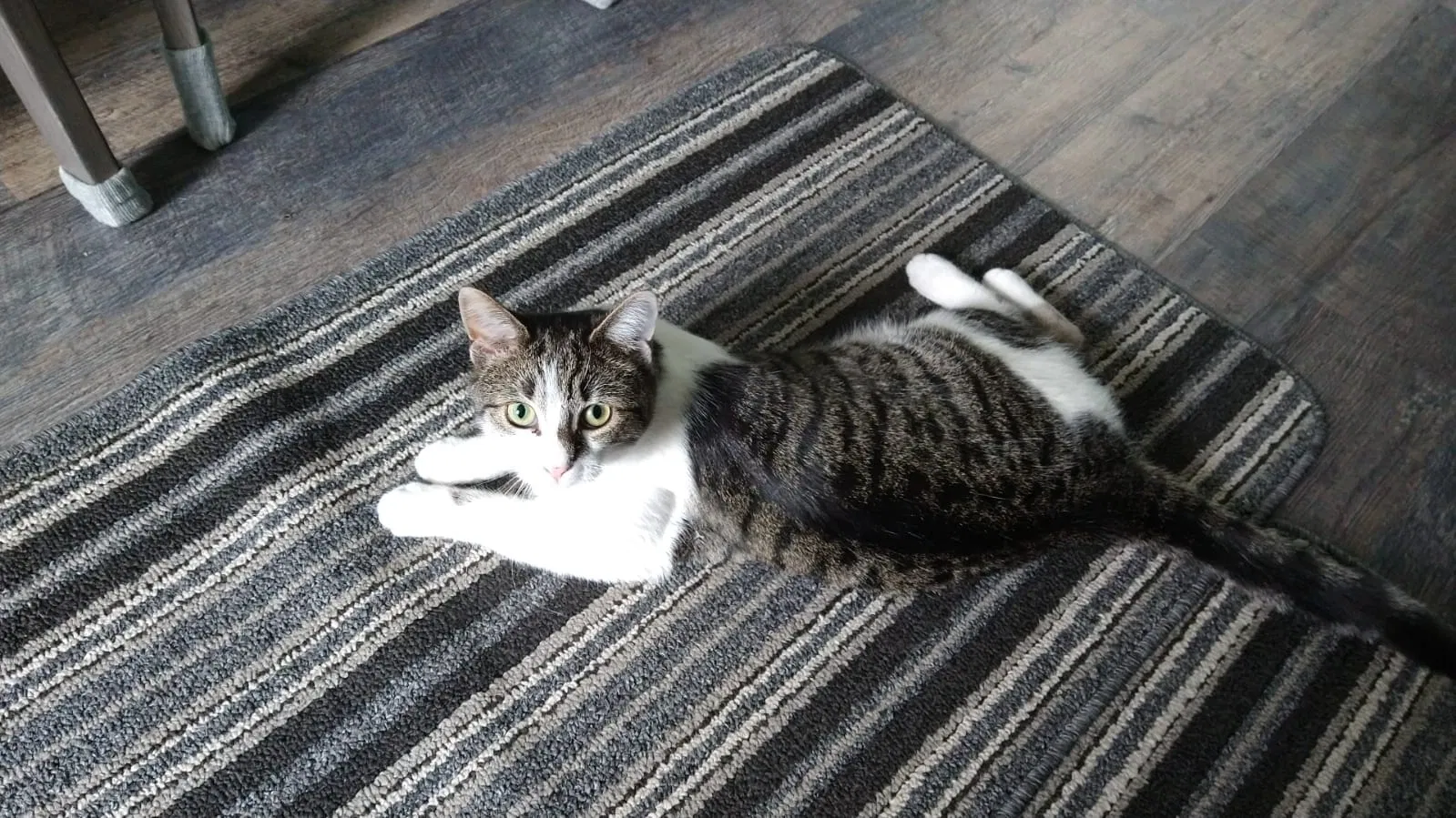 Lost cat in Ann Arbor, MI, 48104