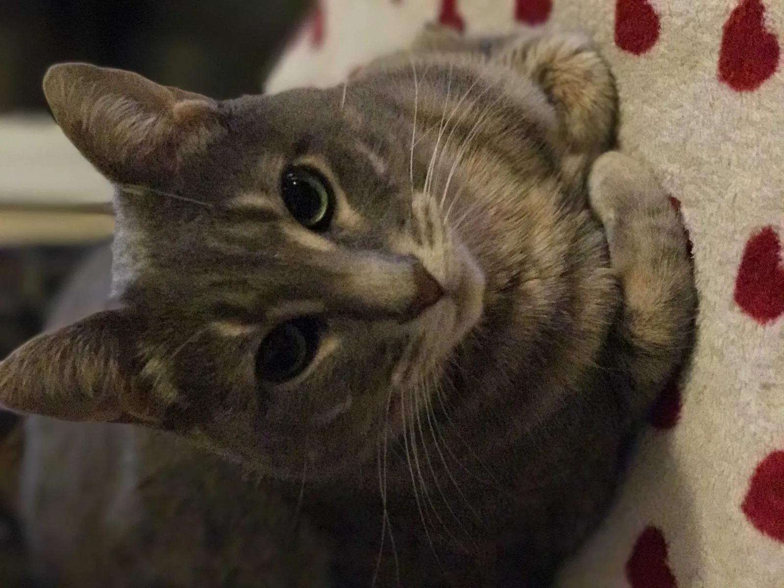 Lost cat in Santa Rosa, CA, 95404