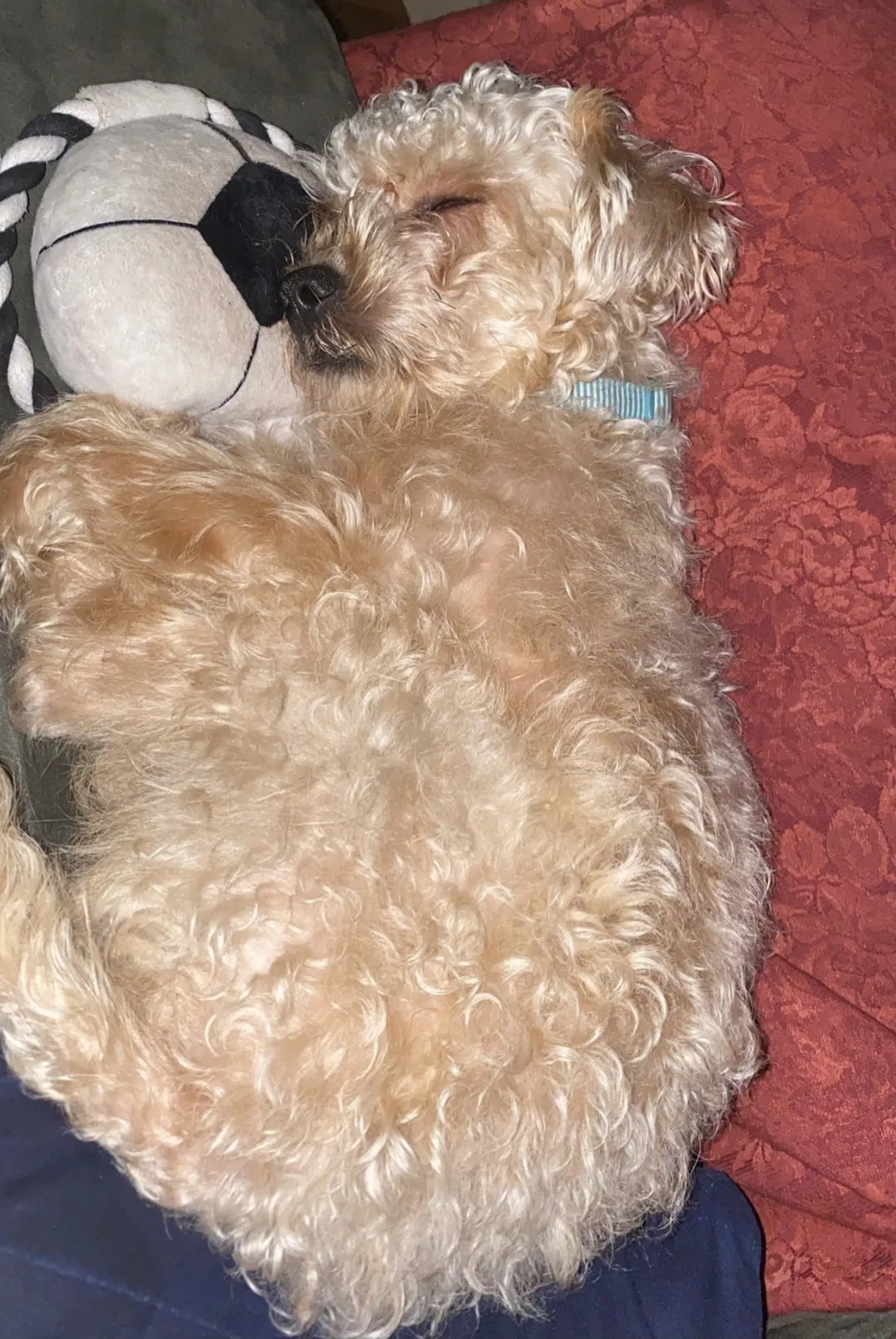 Lost dog in Harvey, IL, 60426