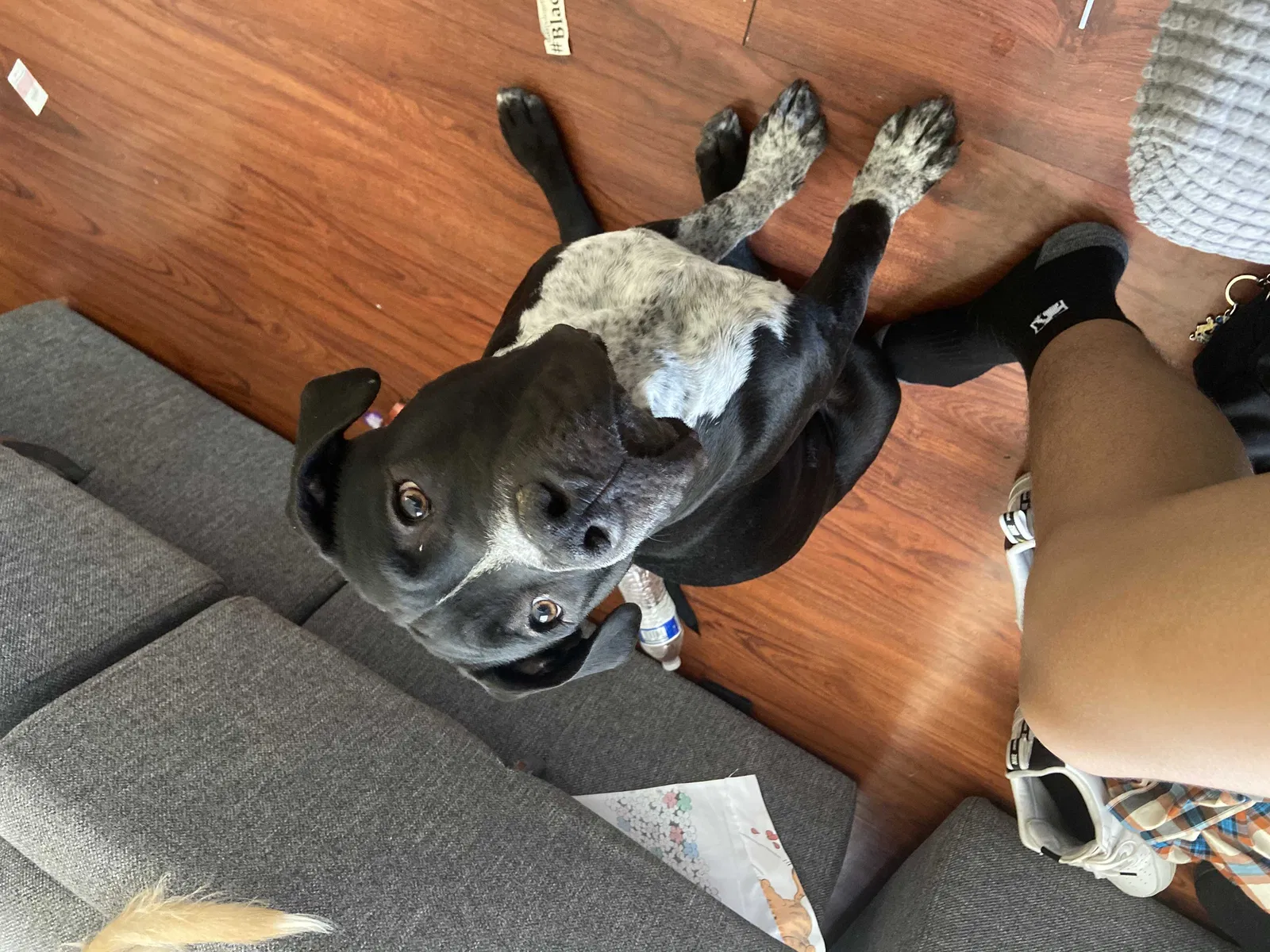 Lost dog in Avondale, AZ, 85392