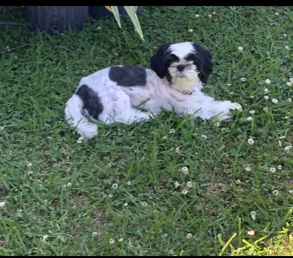 Lost dog in Baytown, TX, 77521