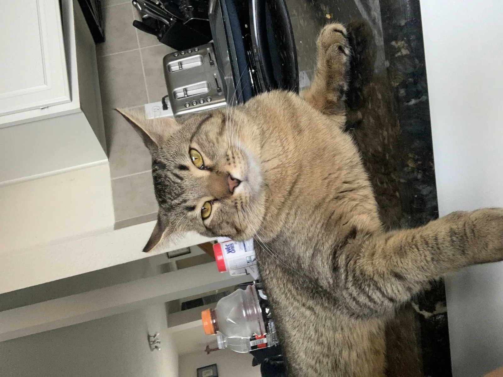 Lost cat in Fort Worth, TX, 76177