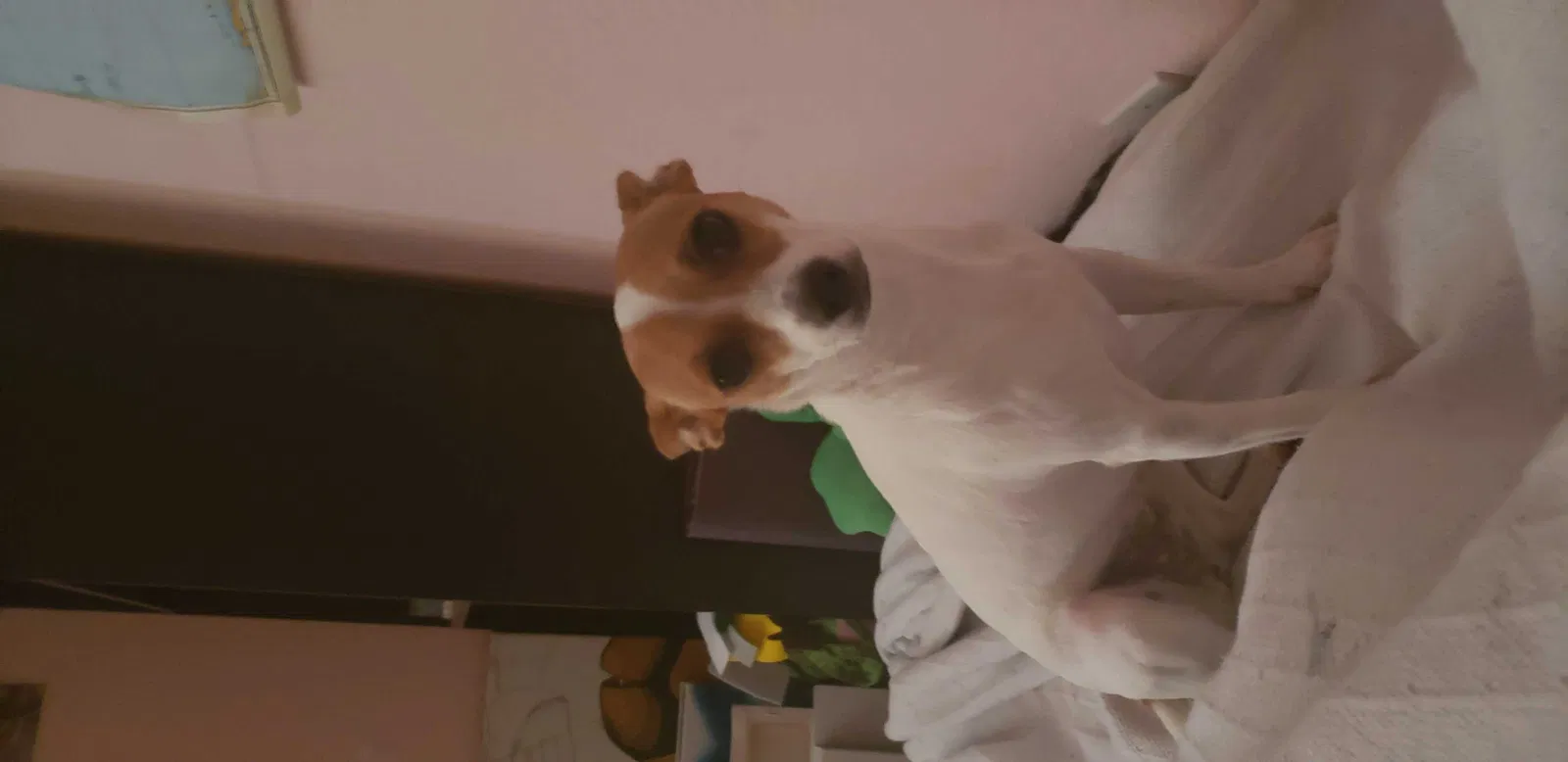 Lost dog in Seguin, TX, 78155