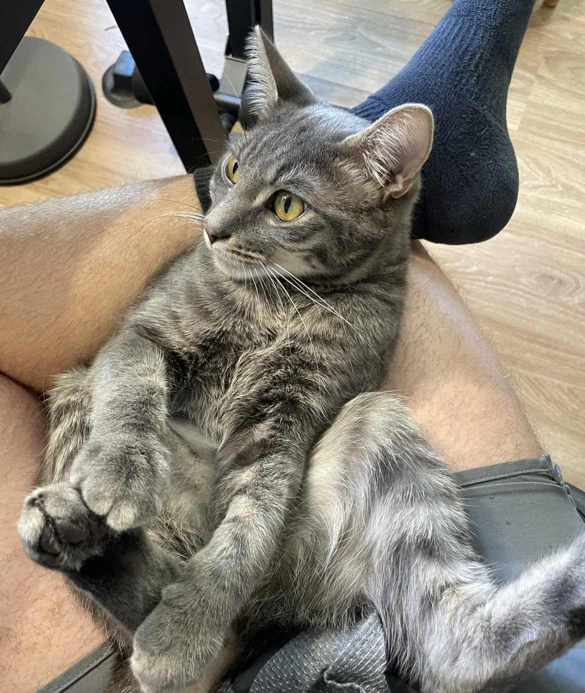 Lost cat in Irvine, CA, 92618