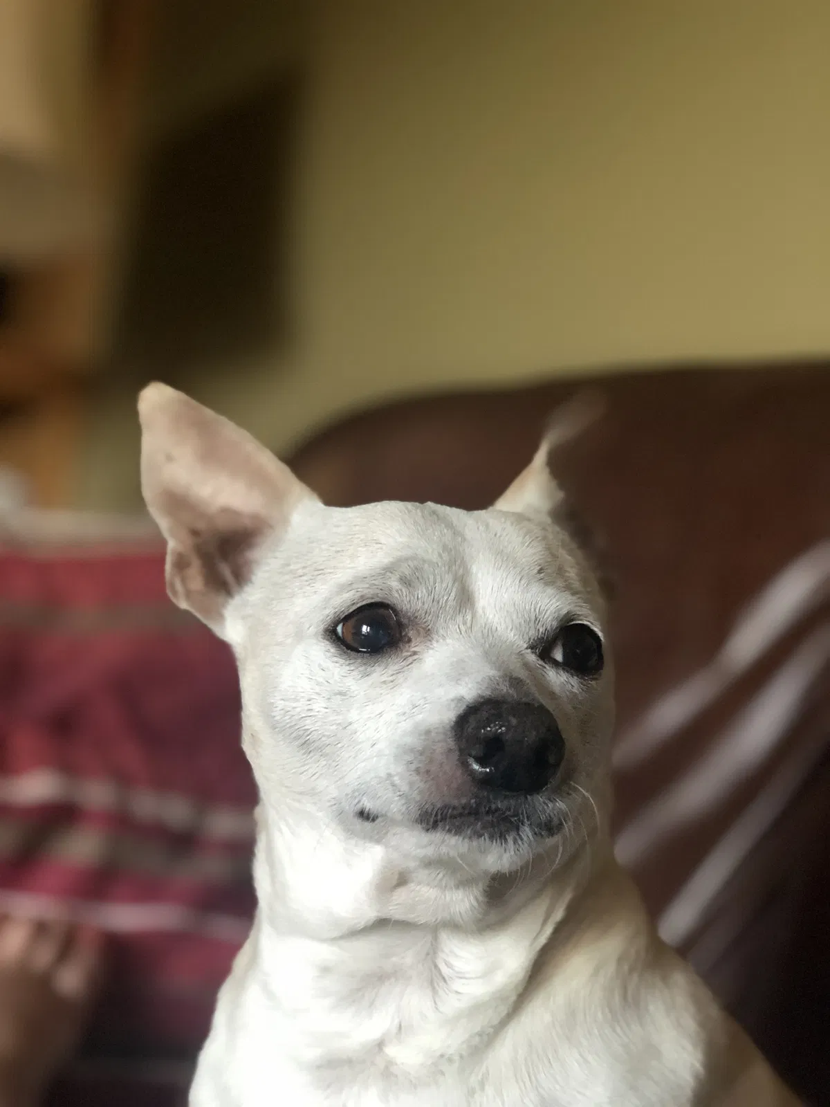 Lost dog in Birdsboro, PA, 19508