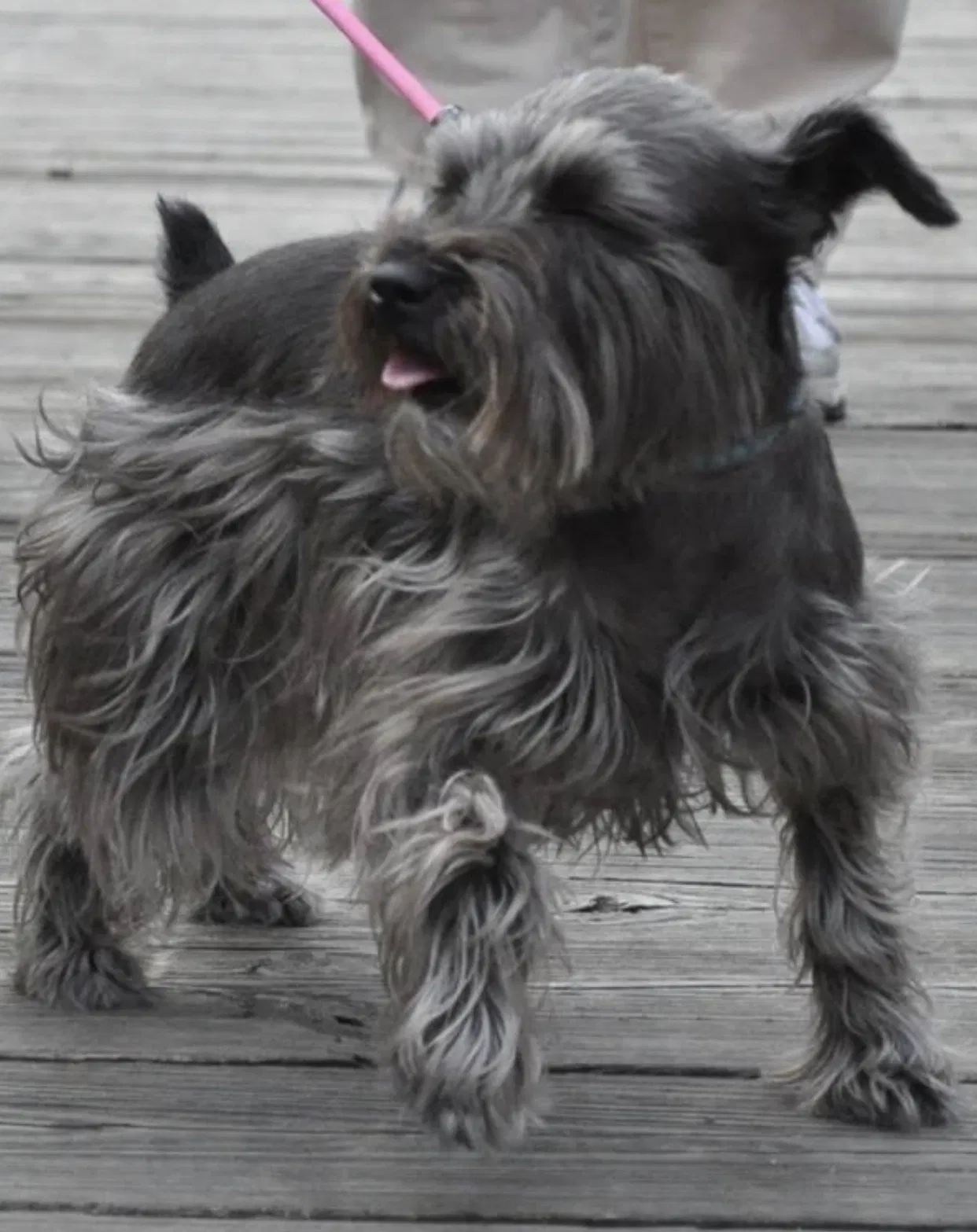 Lost dog in Mckinney, TX, 75069