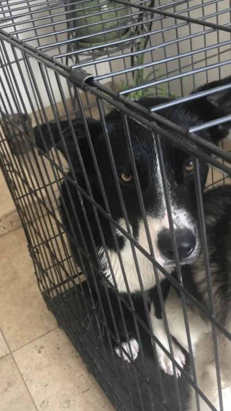 Lost dog in Phoenix, AZ, 85037