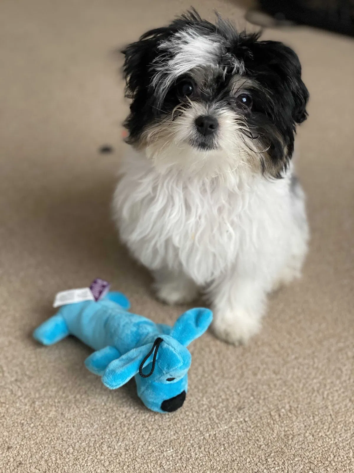 Lost dog in Racine, WI, 53406
