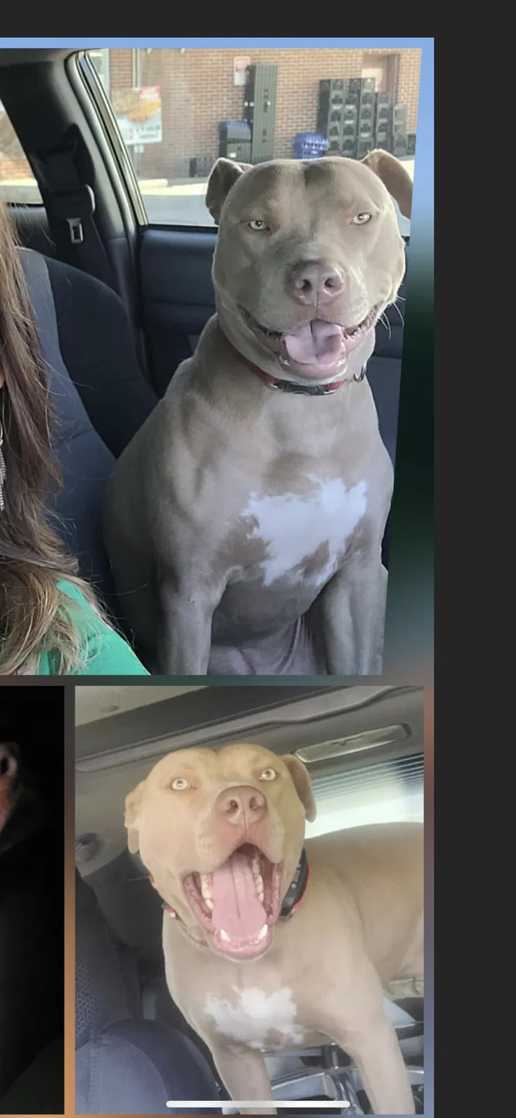 Lost dog in Readyville, TN, 37149