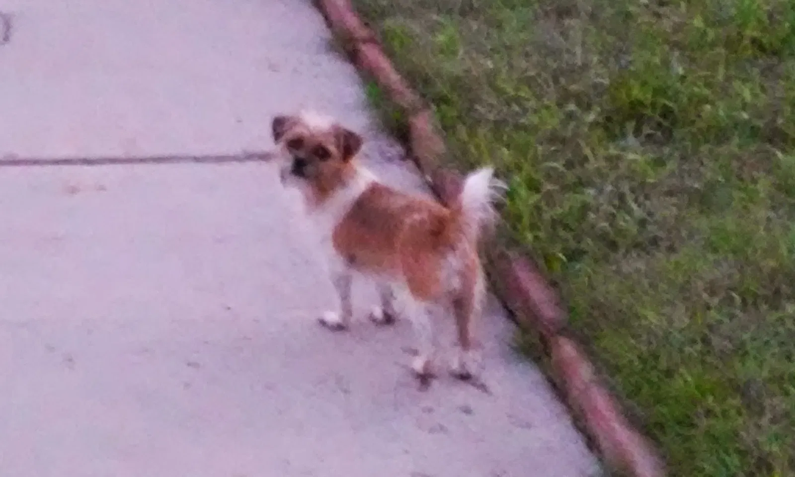 Lost dog in Las Vegas, NV, 89145