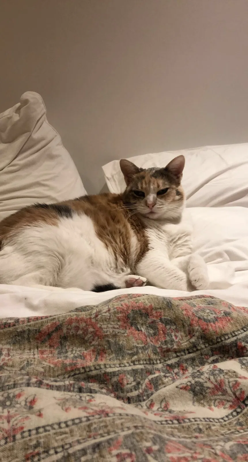 Lost cat in Solana Beach, CA, 92075