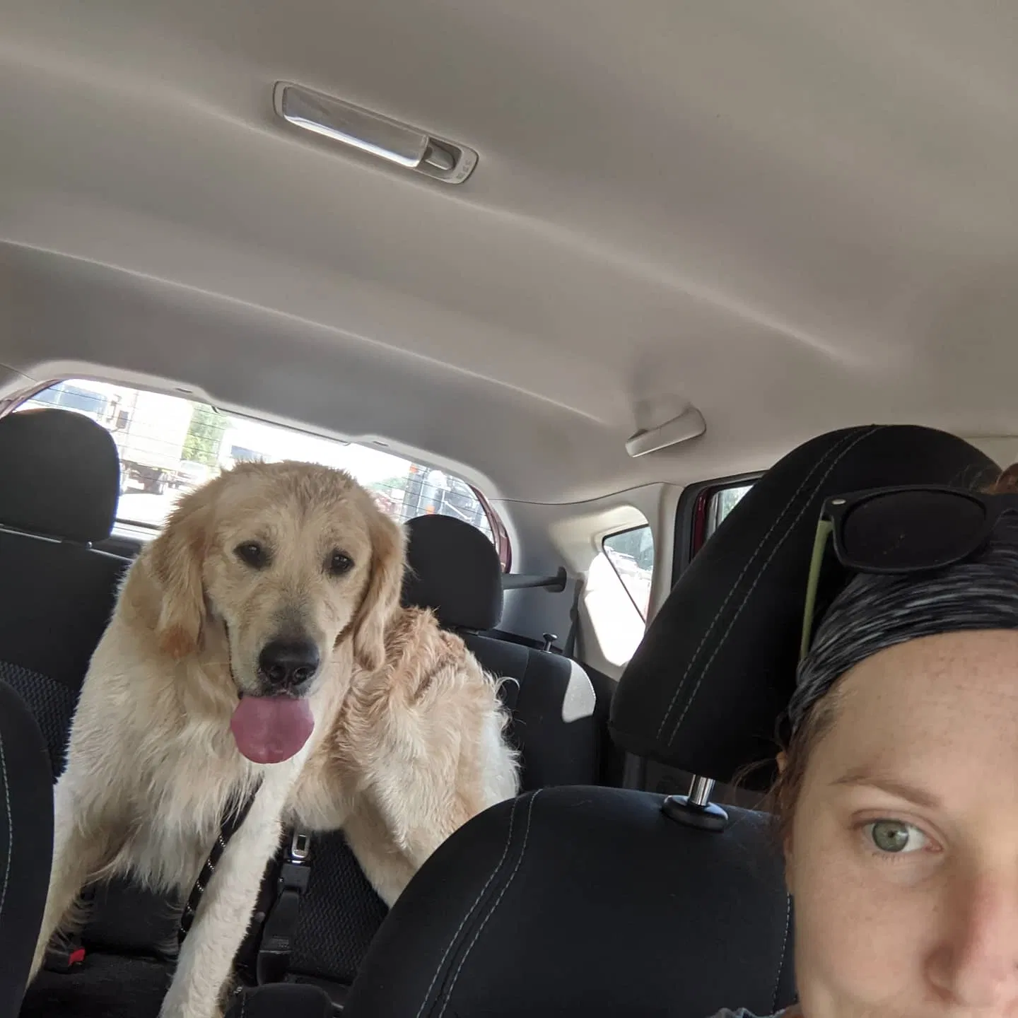 Lost dog in Atlanta, GA, 30315