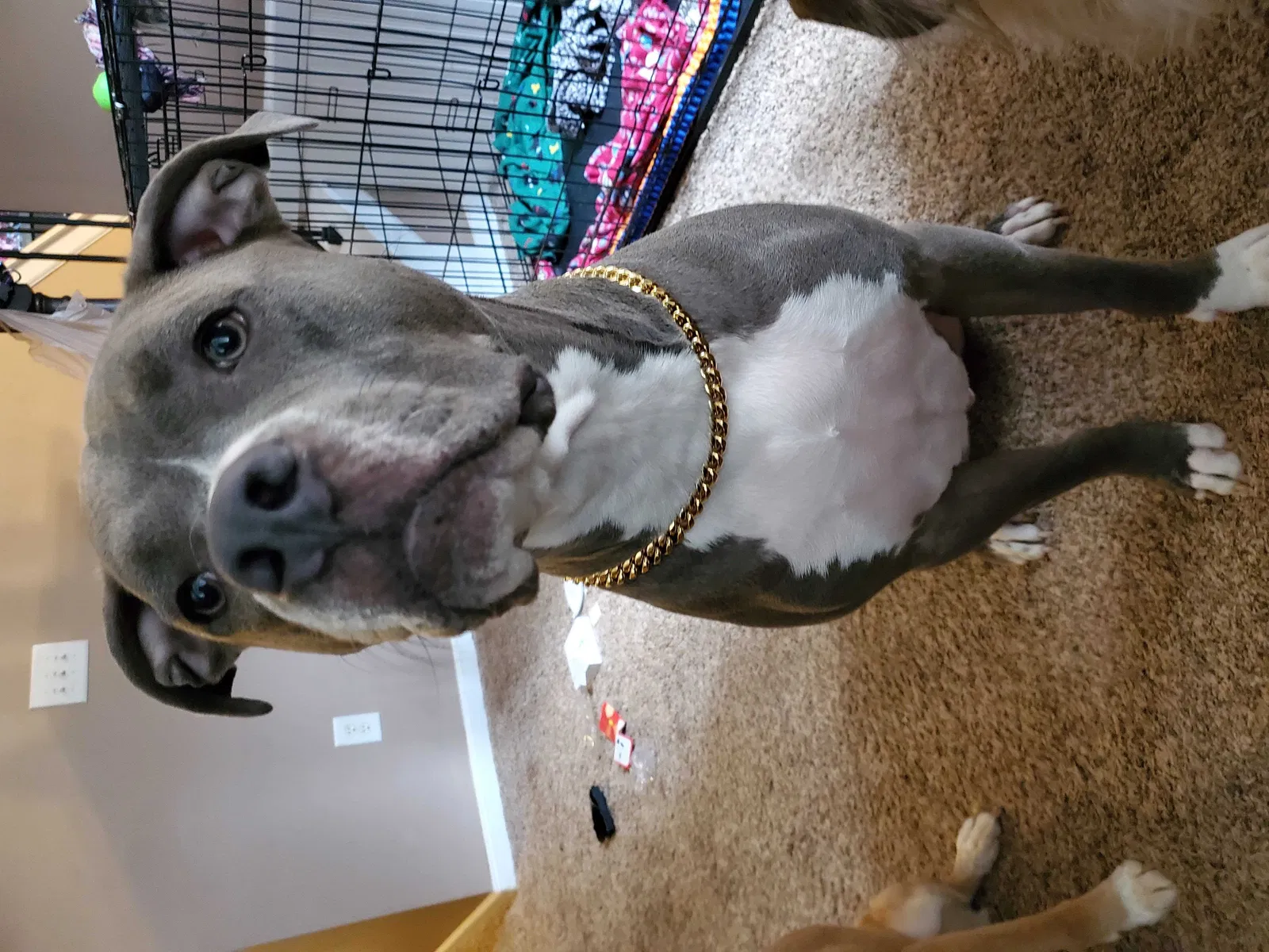Lost dog in Flowery Branch, GA, 30542