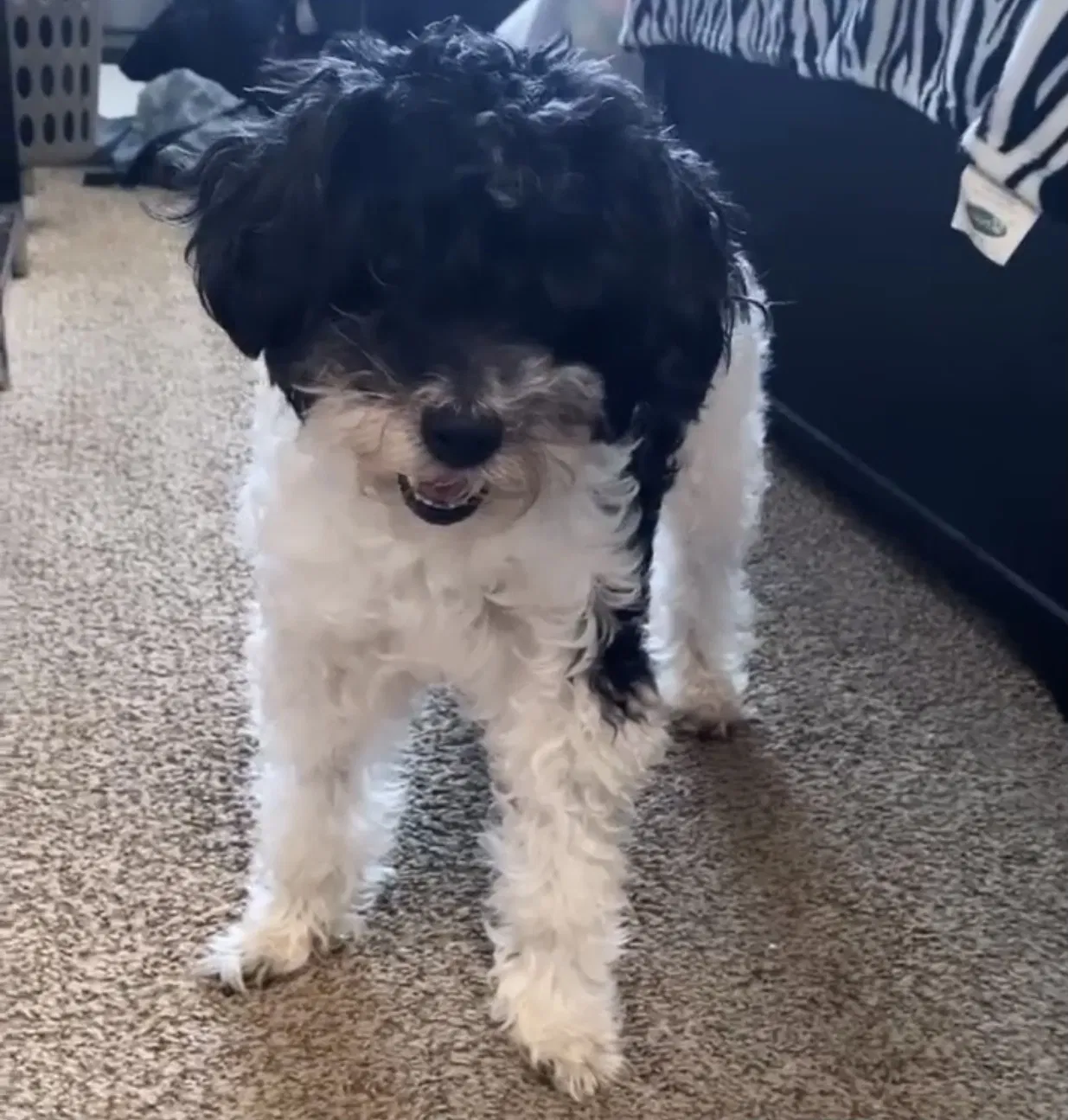 Lost dog in San Diego, CA, 92115