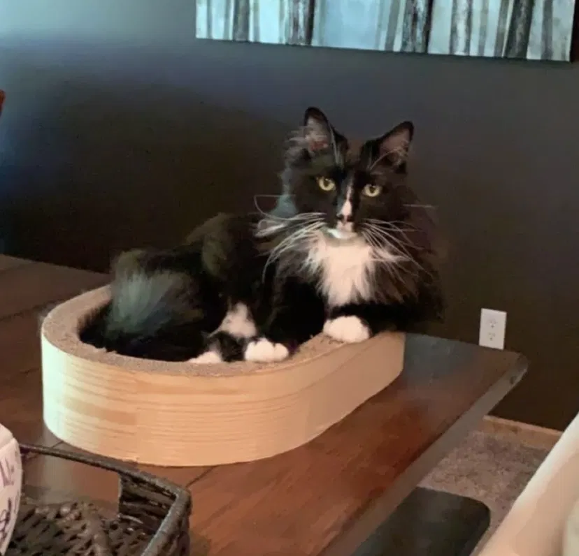 Lost cat in Lakeville, MN, 55044