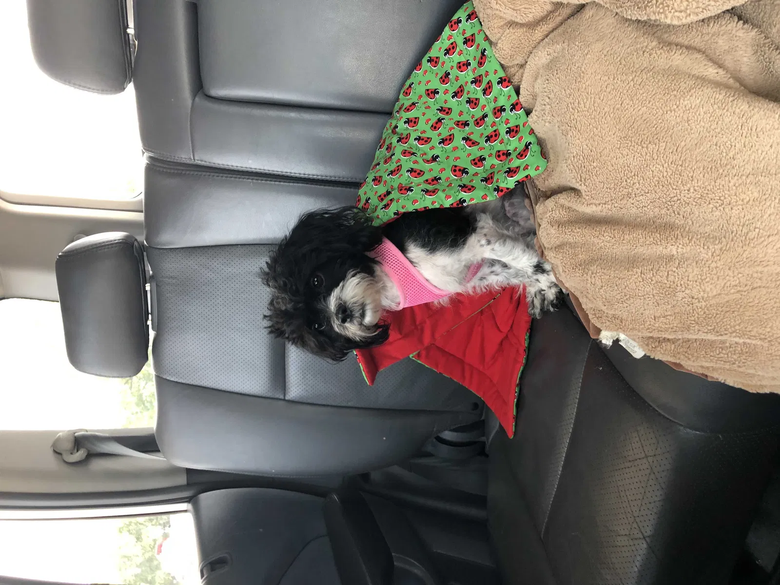 Lost dog in Milwaukee, WI, 53212