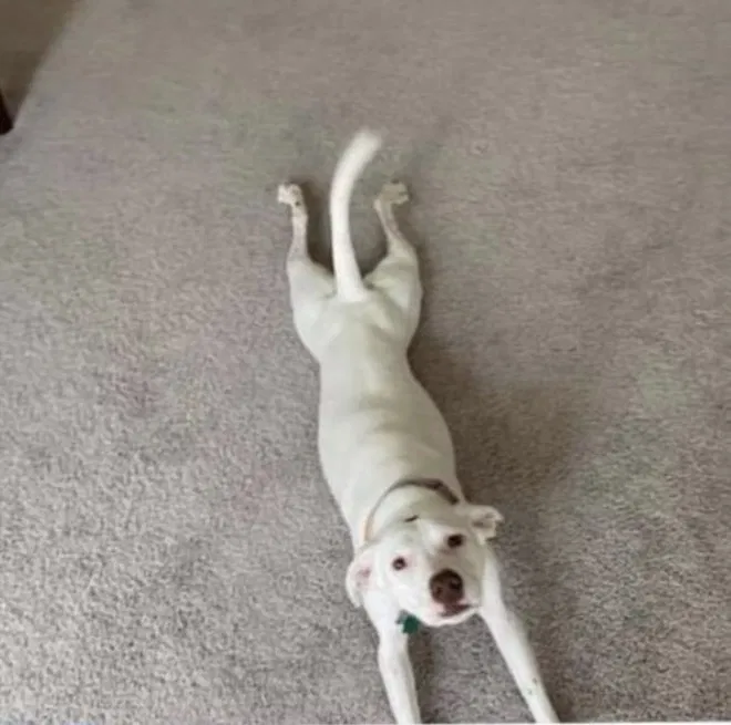 Lost dog in Acworth, GA, 30102