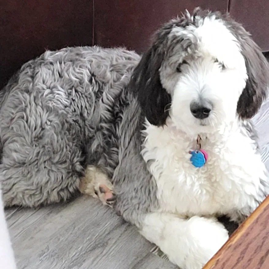 Lost dog in Lockbourne, OH, 43137