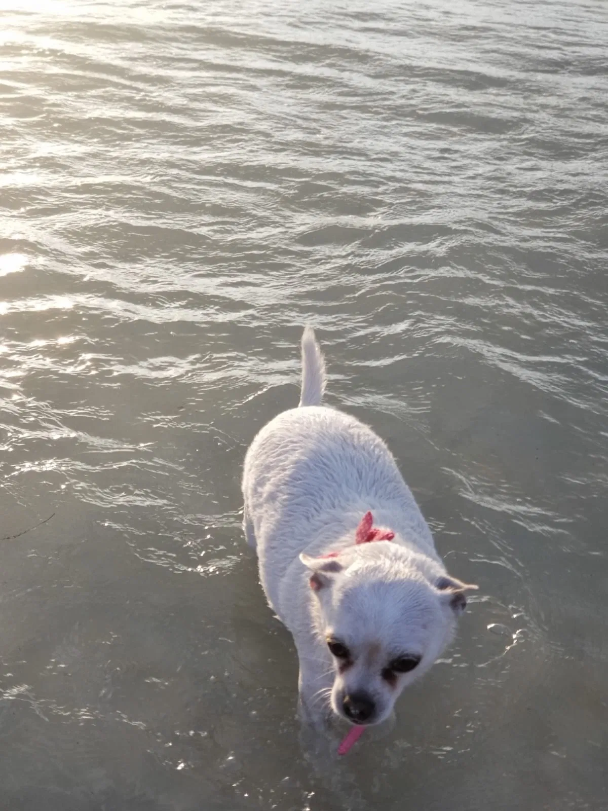 Lost dog in Kissimmee, FL, 34746
