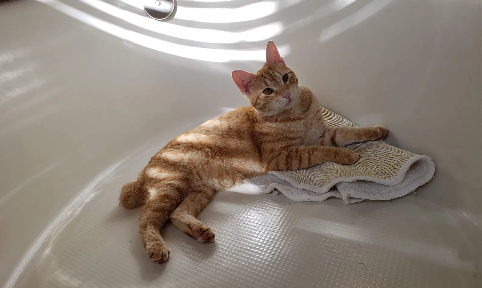 Lost cat in Ponte Vedra Beach, FL, 32082