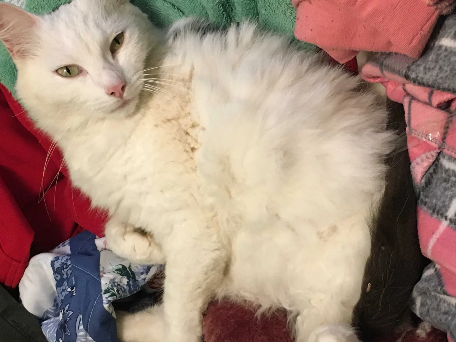 Lost cat in Dalton, GA, 30721