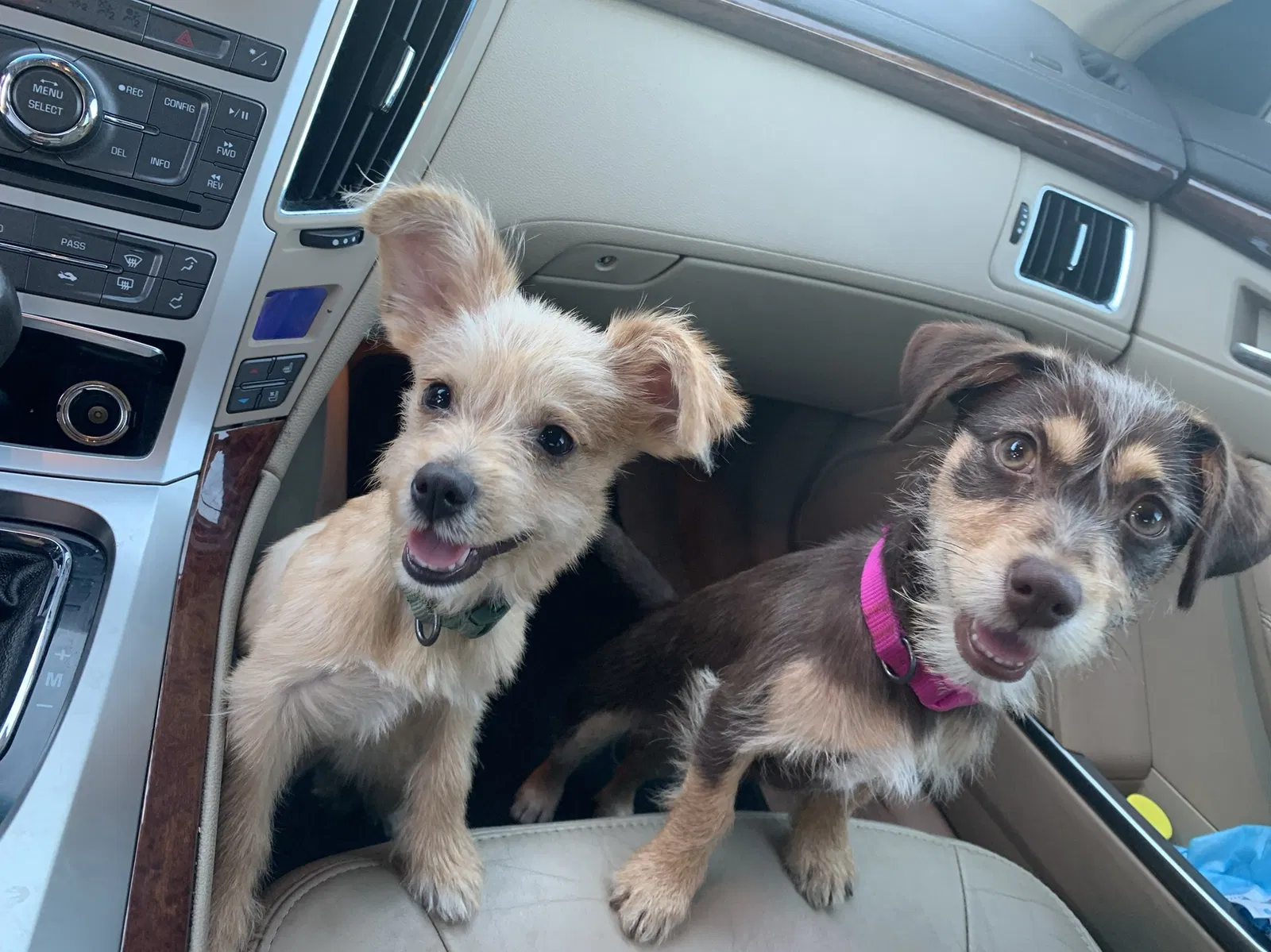Lost dog in Bakersfield, CA, 93309
