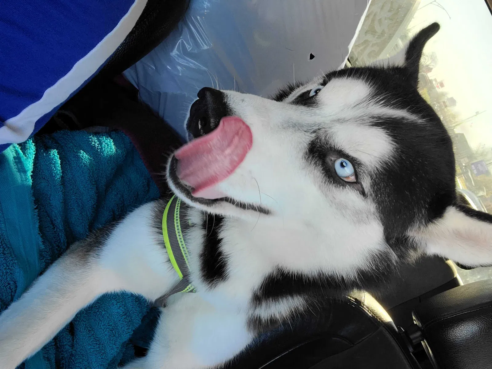 Lost dog in De Soto, MO, 63020