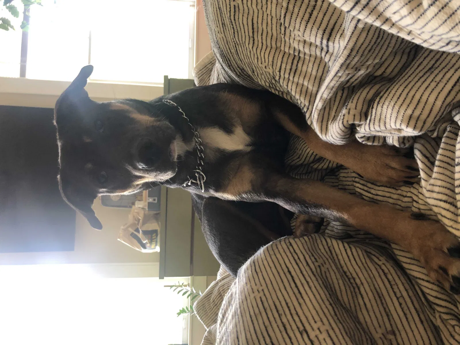 Lost dog in Shreveport, LA, 71105