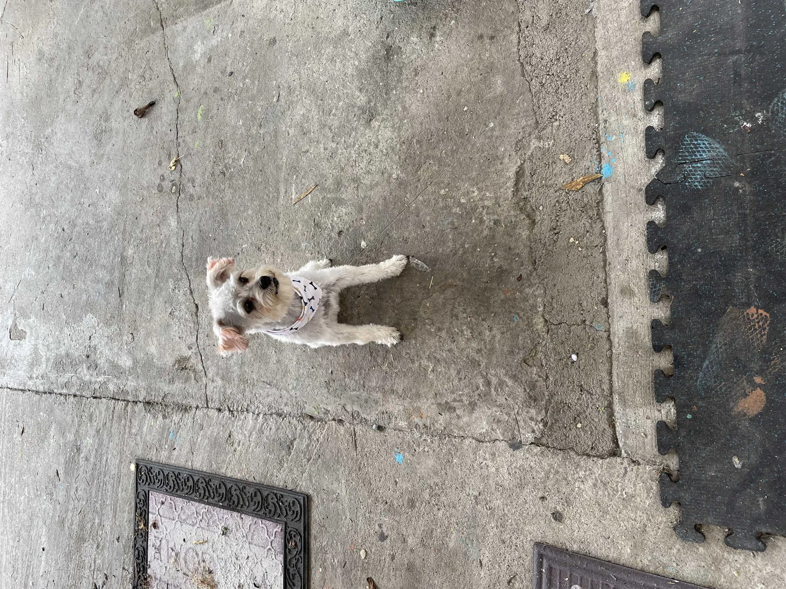 Lost dog in Los Angeles, CA, 90001