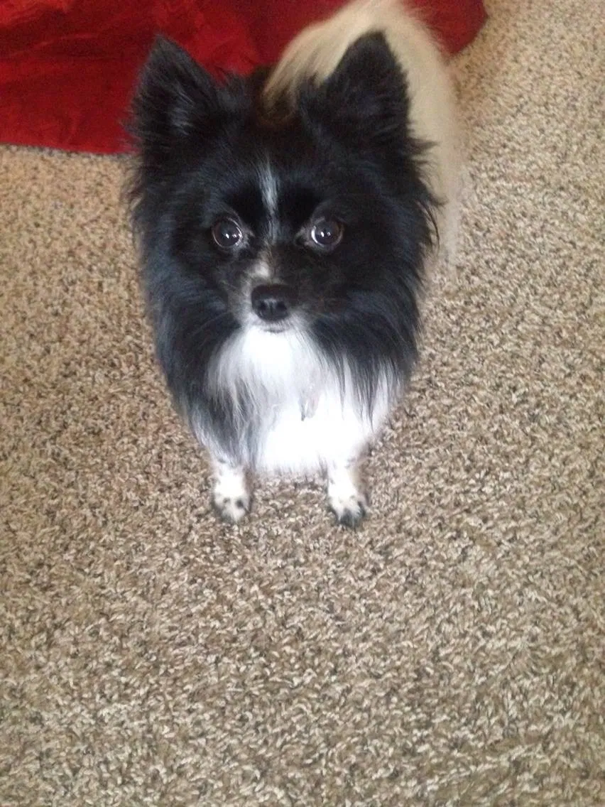 Lost dog in Montgomery, AL, 36117