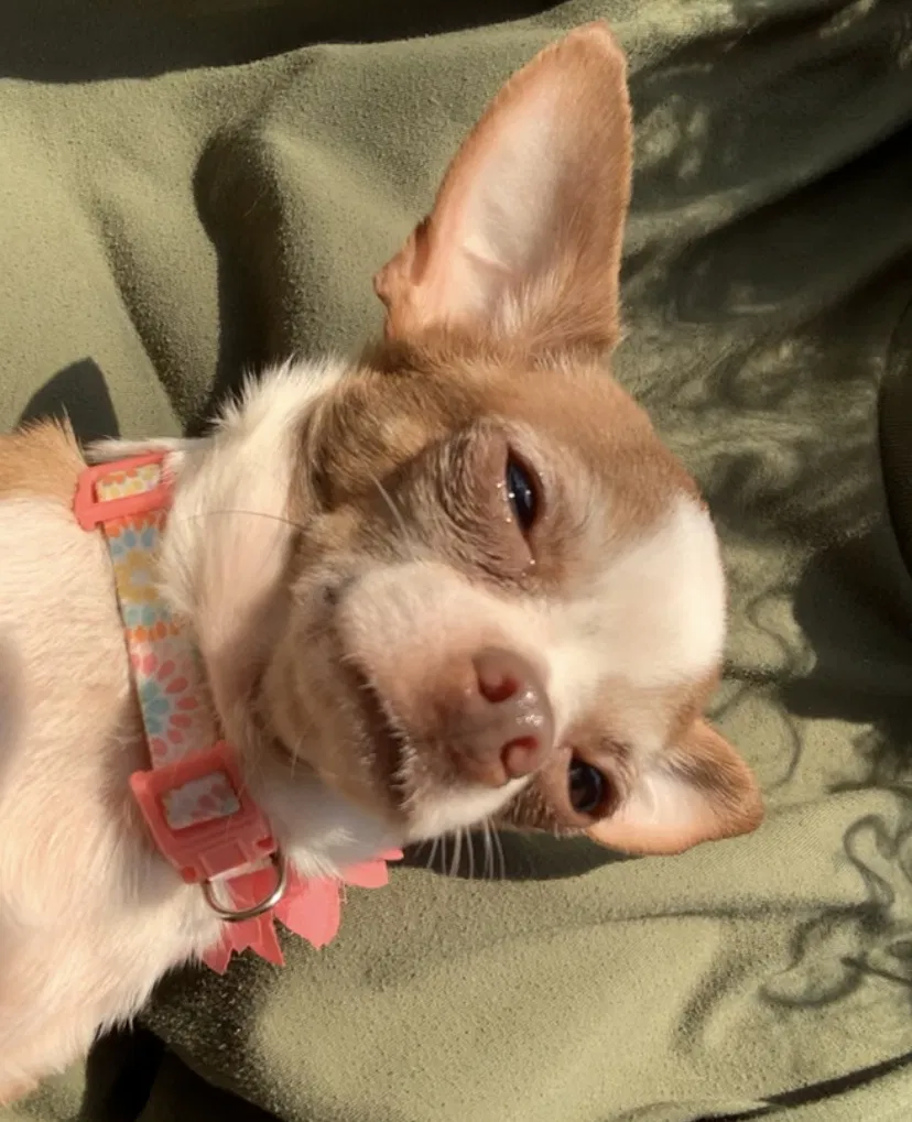 Lost dog in Burlington, NC, 27217