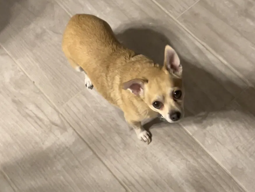 Lost dog in Caldwell, ID, 83605