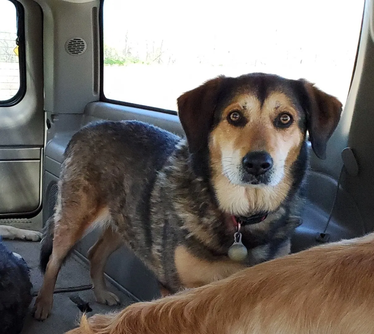 Lost dog in West Harrison, IN, 47060