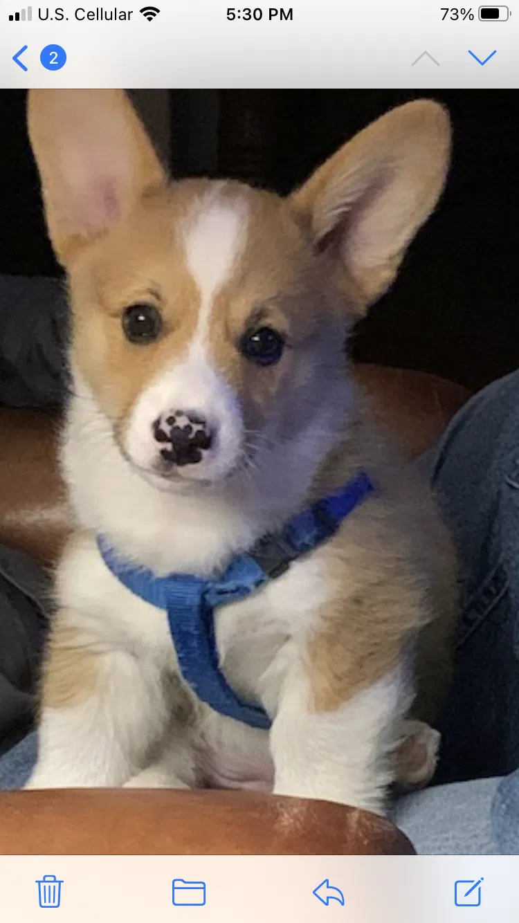 Lost dog in Ozark, MO, 65721