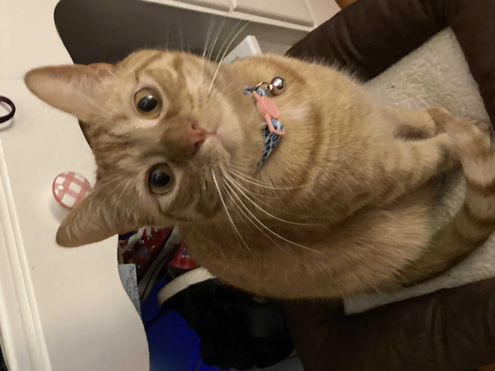 Lost cat in Newport News, VA, 23606