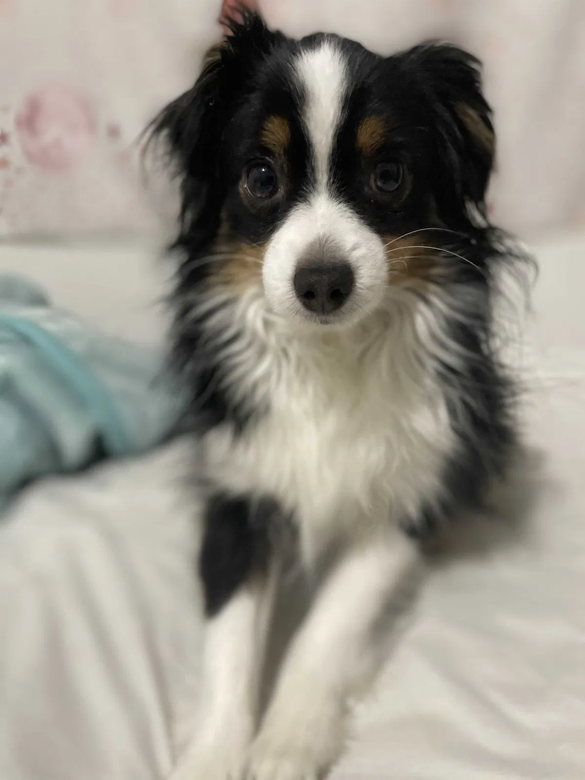 Lost dog in Copperas Cove, TX, 76522
