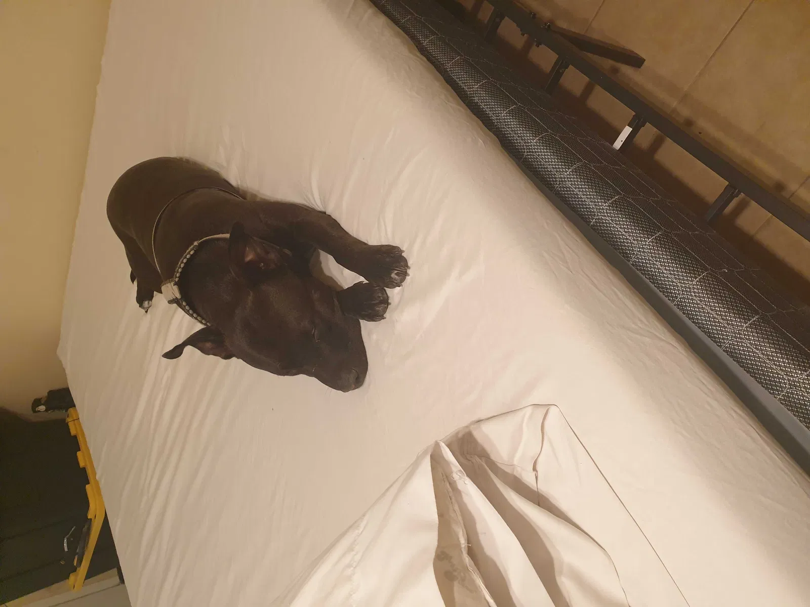 Lost dog in Bakersfield, CA, 93308