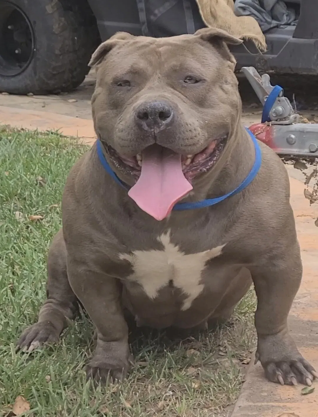 Lost dog in Tollhouse, CA, 93667