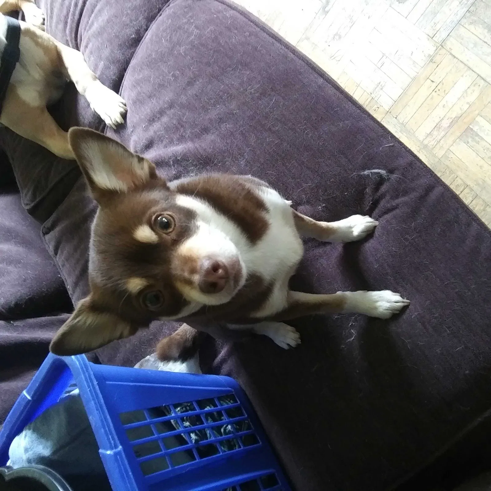 Lost dog in Milwaukee, WI, 53209