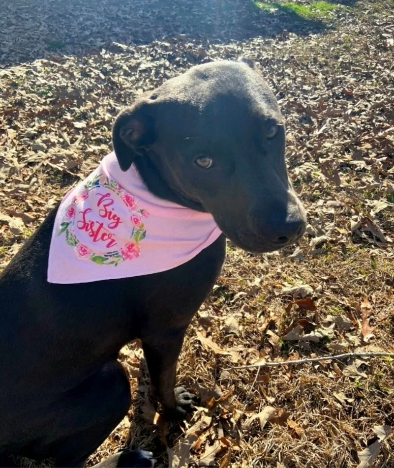 Lost dog in Birmingham, AL, 35244
