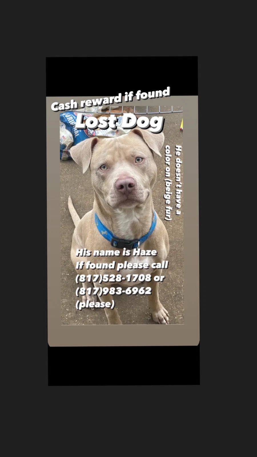 Lost dog in Fort Worth, TX, 76123