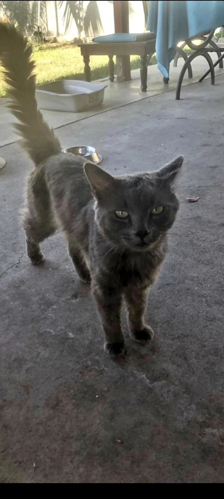 Lost cat in Stanton, CA, 90680
